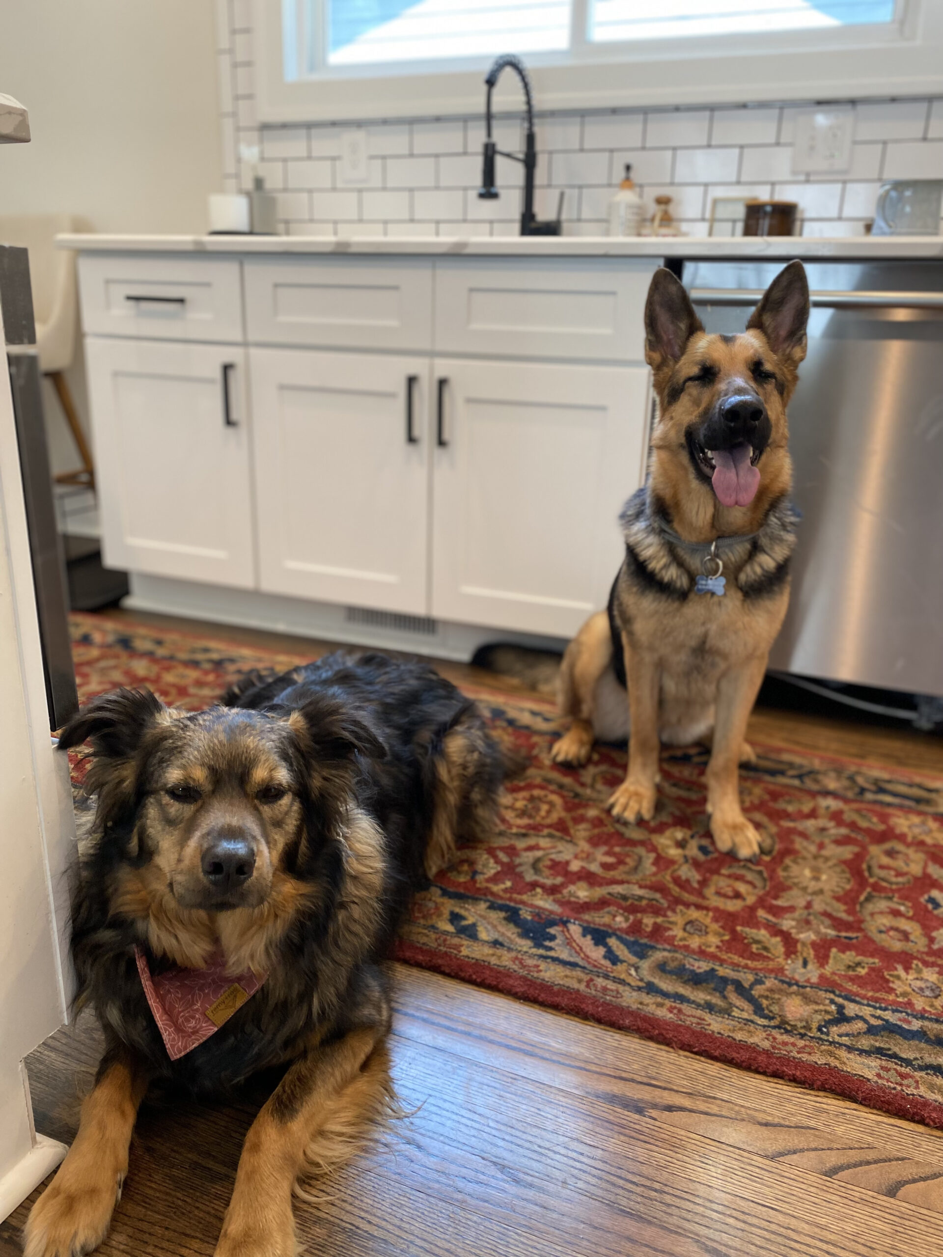 two dogs by white shaker kitchen cabinets